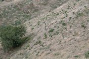 Reforestacin del Cerro de las Torres